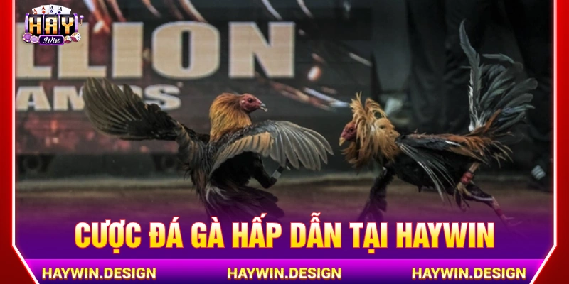 Đá gà trực tuyến HAYWIN với những trận đấu nảy lửa